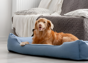 Creating Comfort with the Perfect Pet Bed