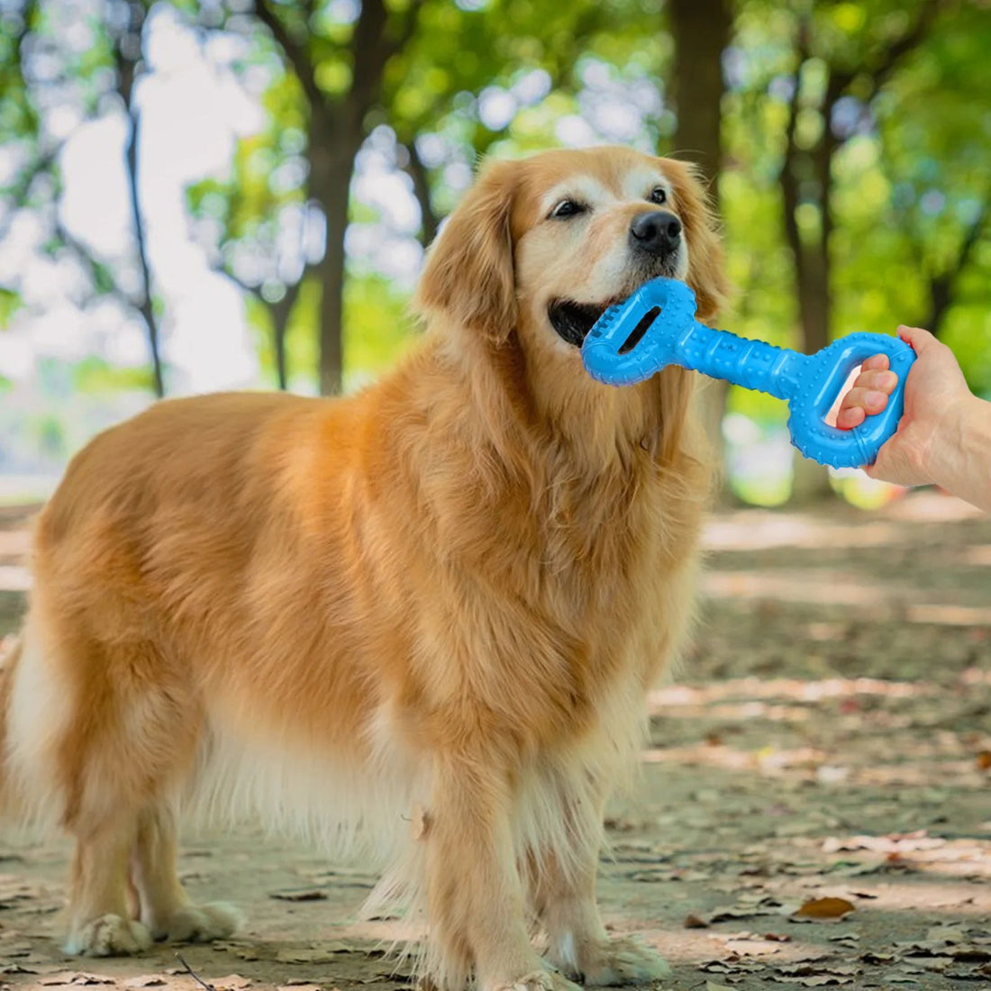 Long Lasting Interactive Chew Bone Tug Band Pet Toy