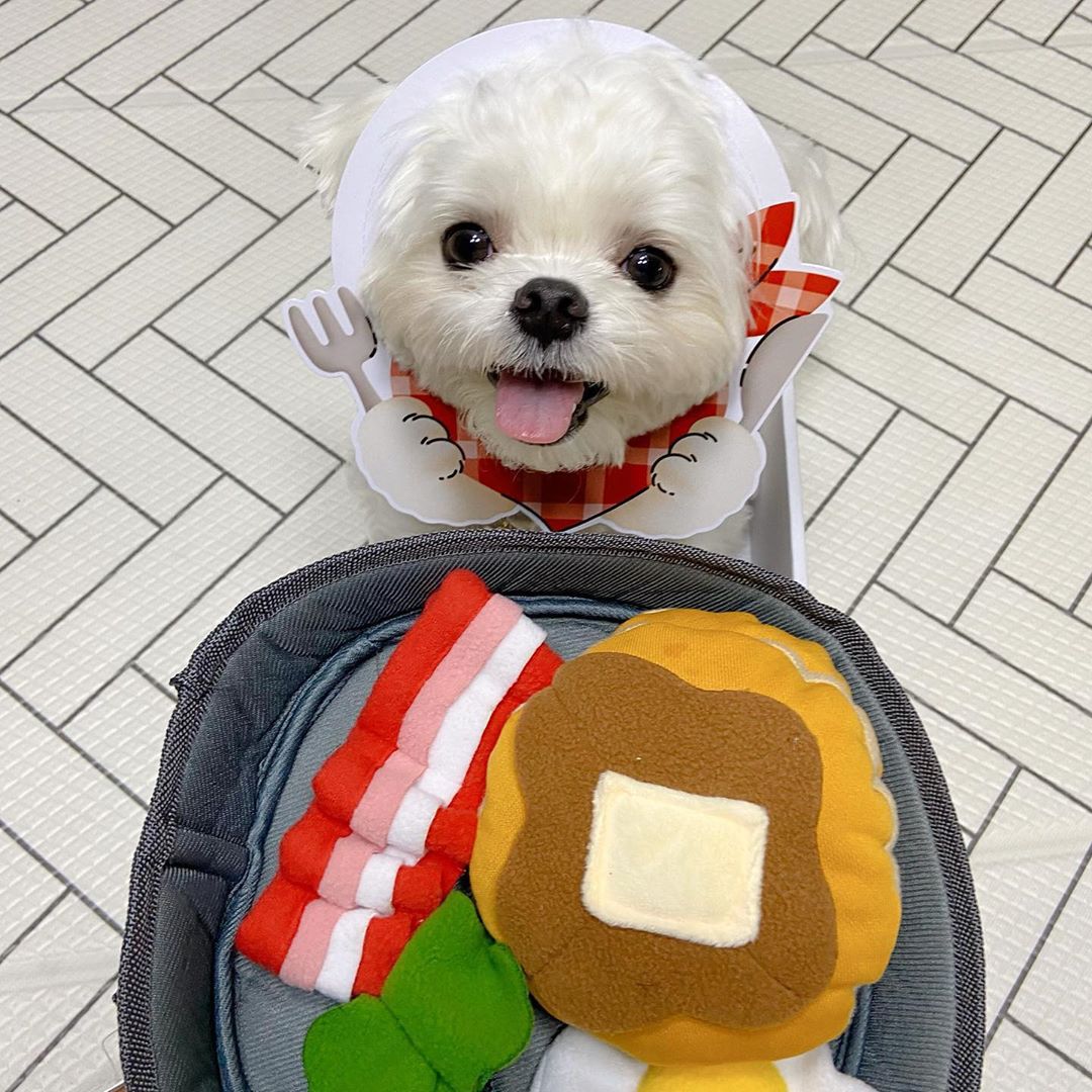 Interactive Pet Treat Hide And Seek Food Toy