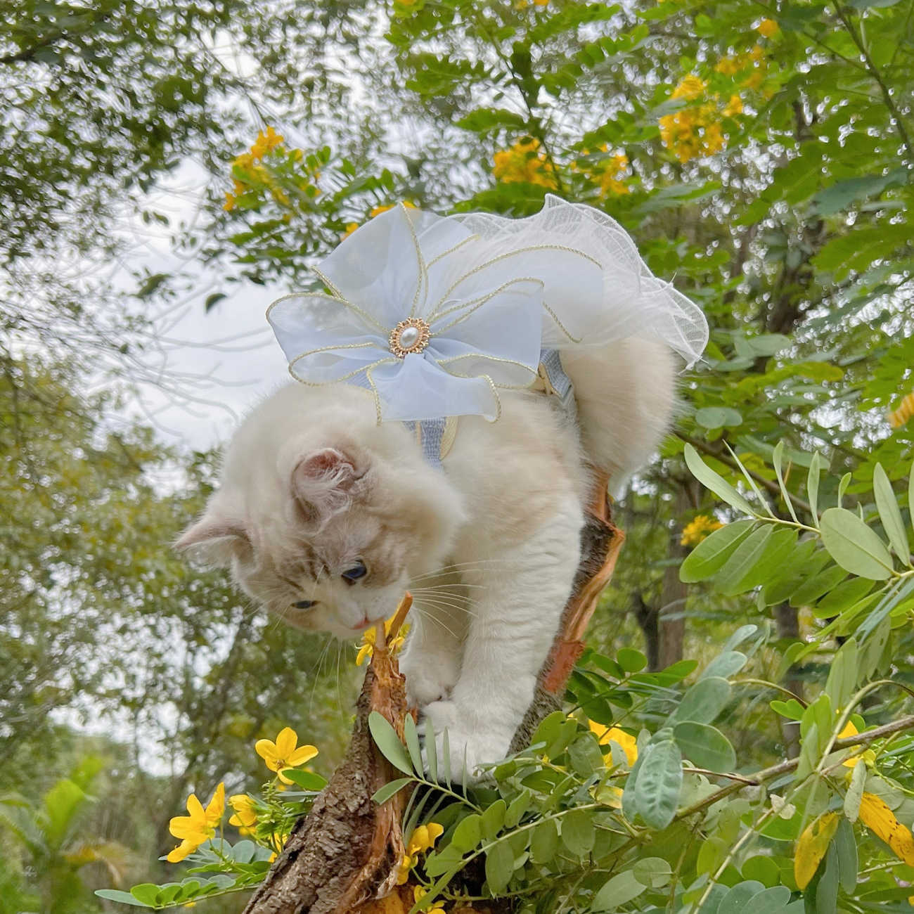 Multi Layer Yarn Pet Walking Safety Leash